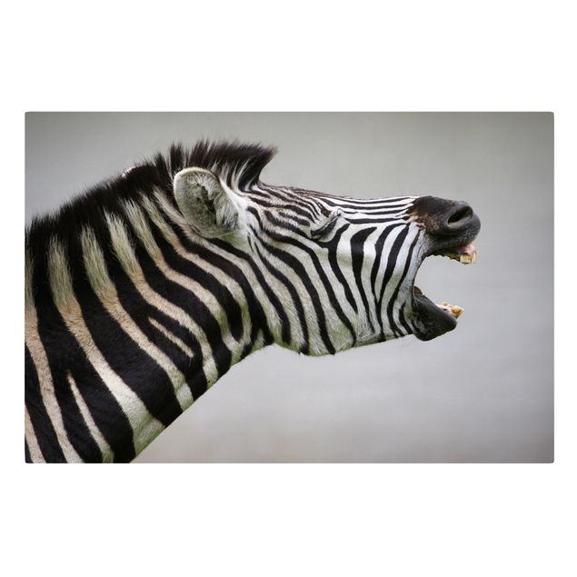 Leinwandbild Schwarz-Weiß - Brüllendes Zebra - Quer 3:2