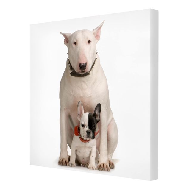 Leinwandbild - Bull Terrier and friend - Quadrat 1:1