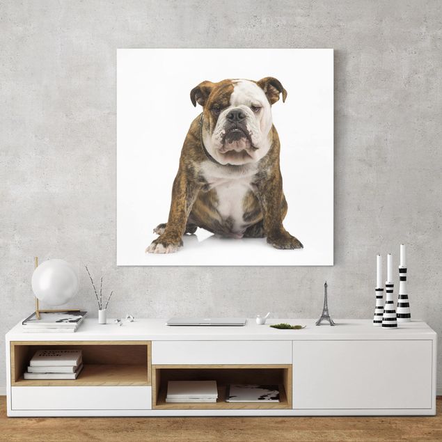 Wandbilder Bulldogge