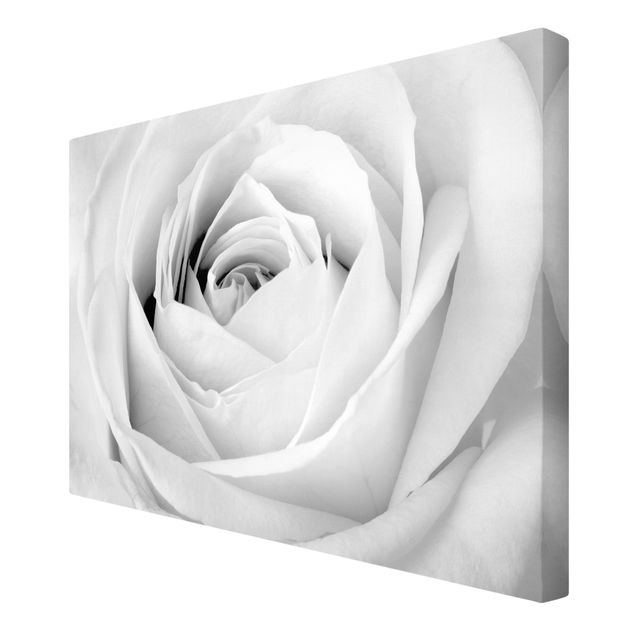 Leinwandbild Schwarz-Weiß - Close Up Rose - Quer 3:2