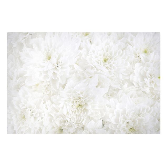 Leinwandbild - Dahlien Blumenmeer weiß - Quer 3:2