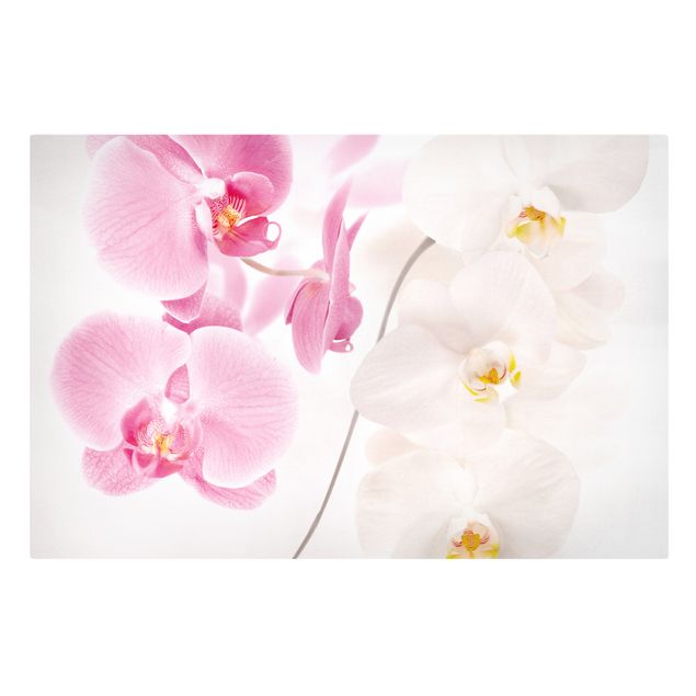 Leinwandbild - Delicate Orchids - Quer 3:2