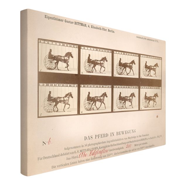 Leinwandbilder kaufen Eadweard Muybridge - Das Pferd in Bewegung