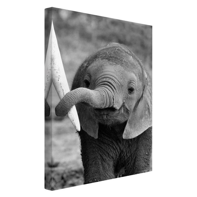 schöne Leinwandbilder Elefantenbaby