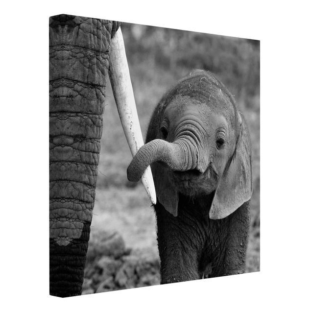 Leinwandbilder kaufen Elefantenbaby