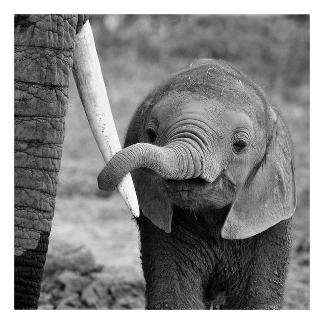 Leinwandbild - Elefantenbaby - Quadrat 1:1