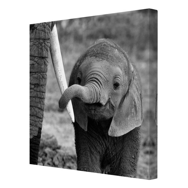 Leinwandbild - Elefantenbaby - Quadrat 1:1