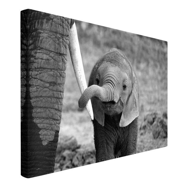 Leinwandbilder Elefantenbaby