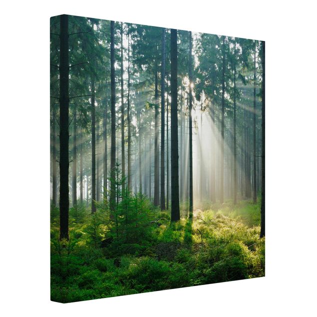 Leinwandbilder kaufen Enlightened Forest