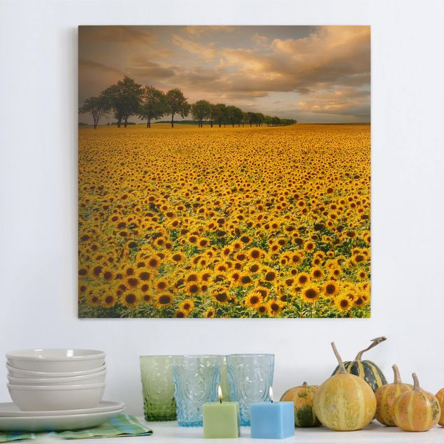 Leinwandbilder Naturmotive Feld mit Sonnenblumen