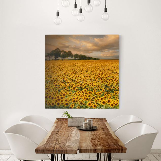 schöne Bilder Feld mit Sonnenblumen