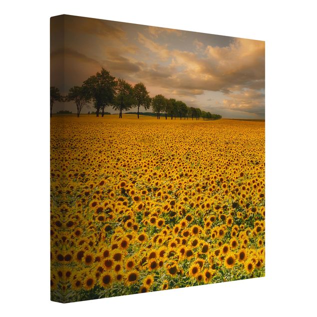 schöne Leinwandbilder Feld mit Sonnenblumen