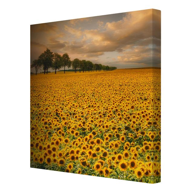 Leinwandbild - Feld mit Sonnenblumen - Quadrat 1:1