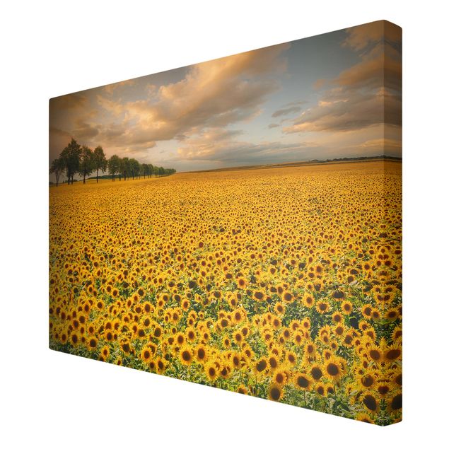 Leinwandbild - Feld mit Sonnenblumen - Quer 3:2