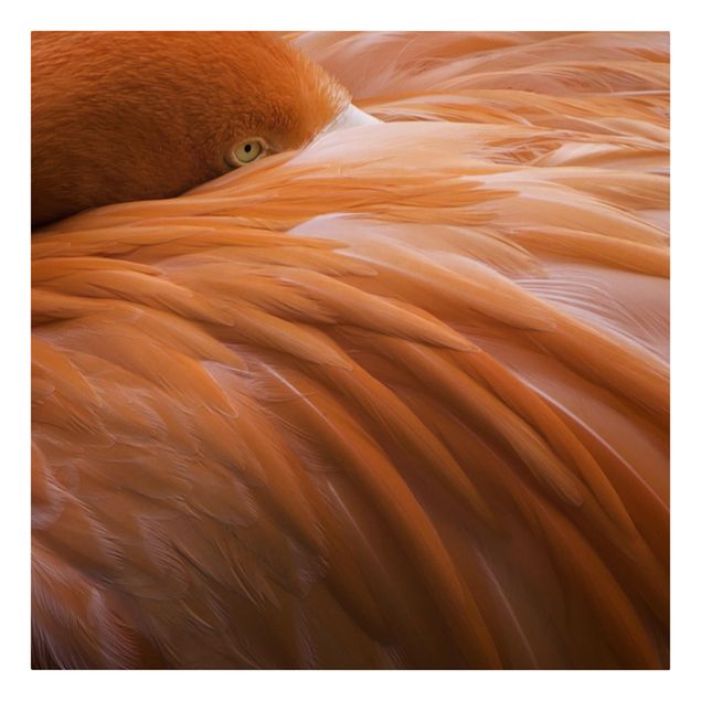Leinwandbild - Flamingofedern - Quadrat 1:1