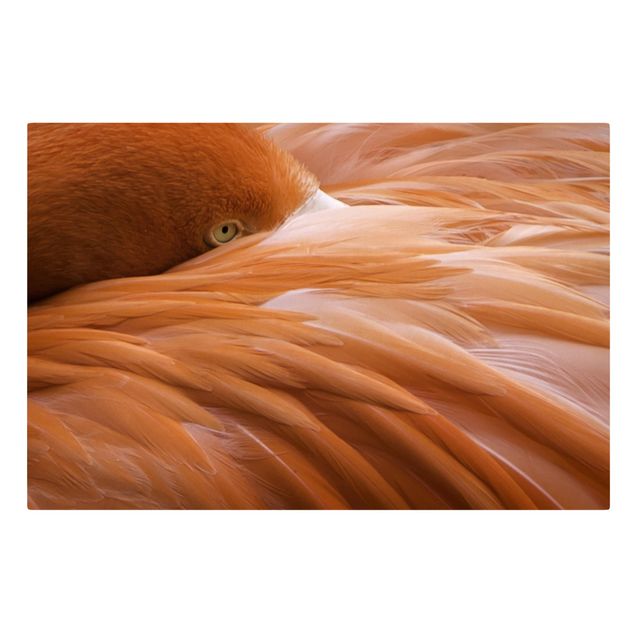 Leinwandbild - Flamingofedern - Quer 3:2