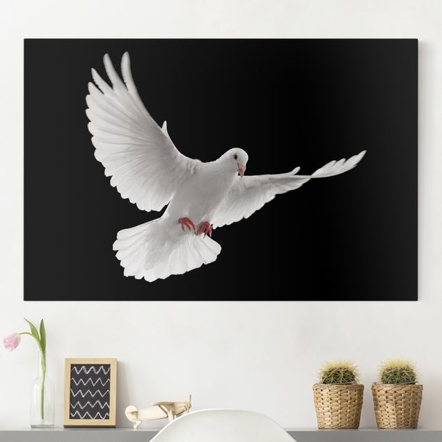Leinwandbilder Vögel Friedenstaube