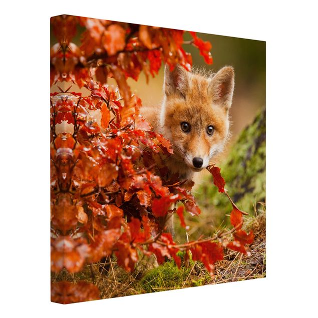 Bilder Fuchs im Herbst