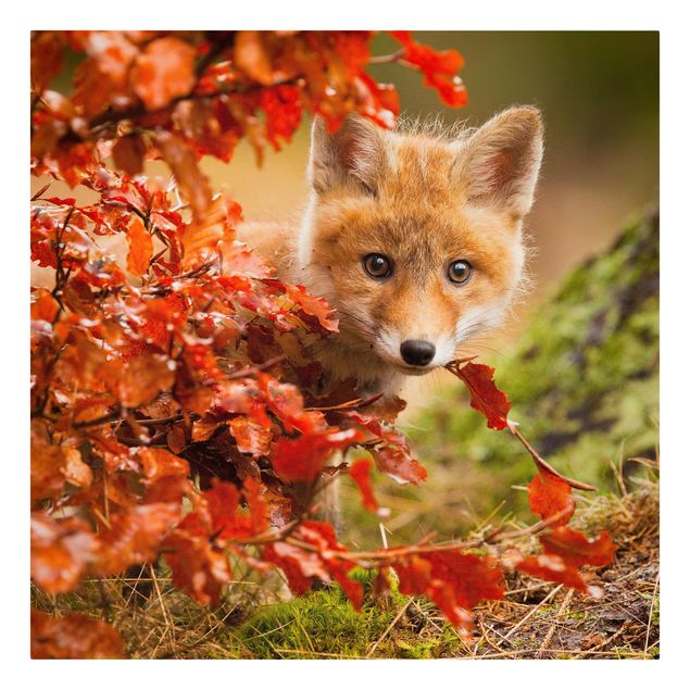 Leinwandbilder Fuchs im Herbst