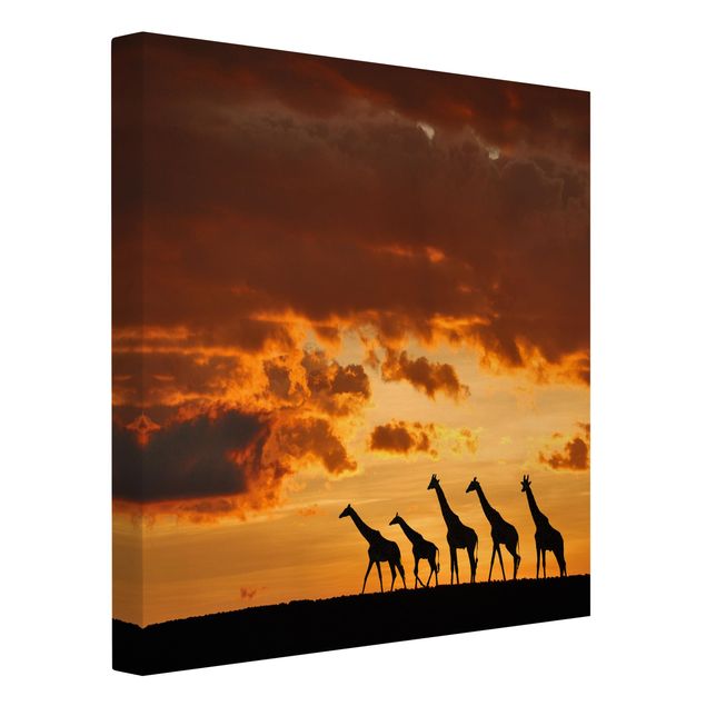 Leinwandbilder kaufen Fünf Giraffen