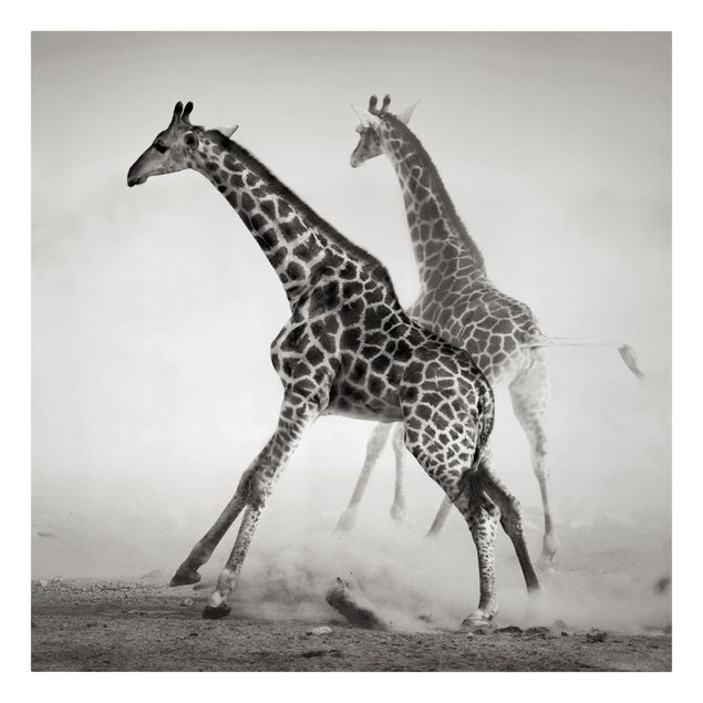 Leinwandbild Schwarz-Weiß - Giraffenjagd - Quadrat 1:1