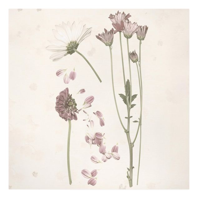 Leinwandbilder Herbarium in rosa II