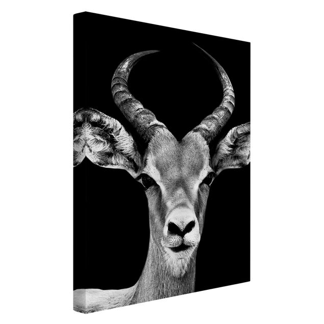 Leinwandbilder Impala Antilope schwarz-weiß