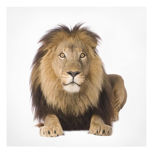 Leinwandbild - König Löwe II - Quadrat 1:1