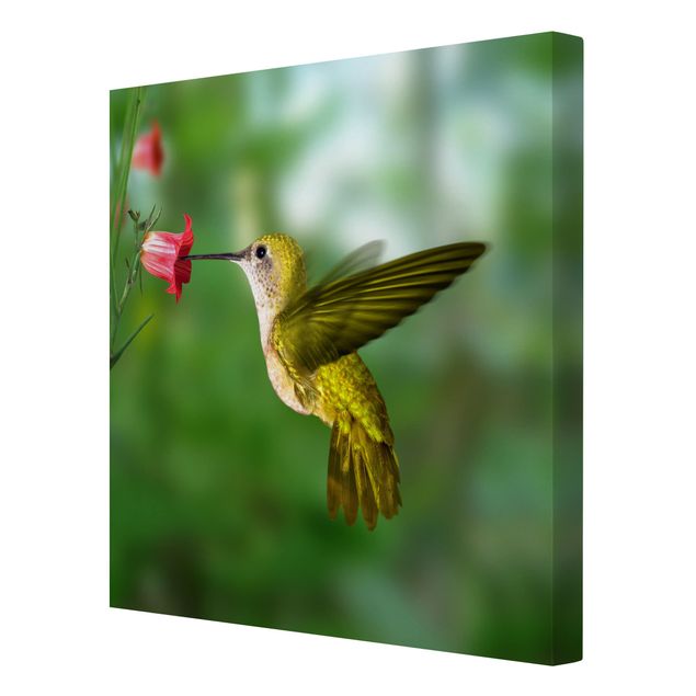 Leinwandbild - Kolibri und Blüte - Quadrat 1:1