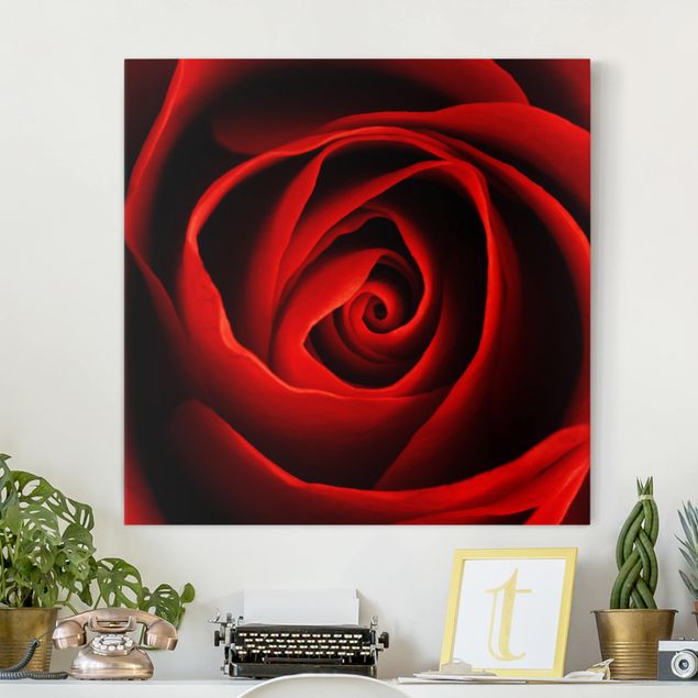 Leinwandbilder Rosen Liebliche Rose