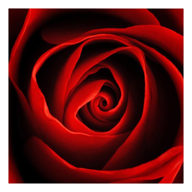 Leinwandbild - Liebliche Rose - Quadrat 1:1