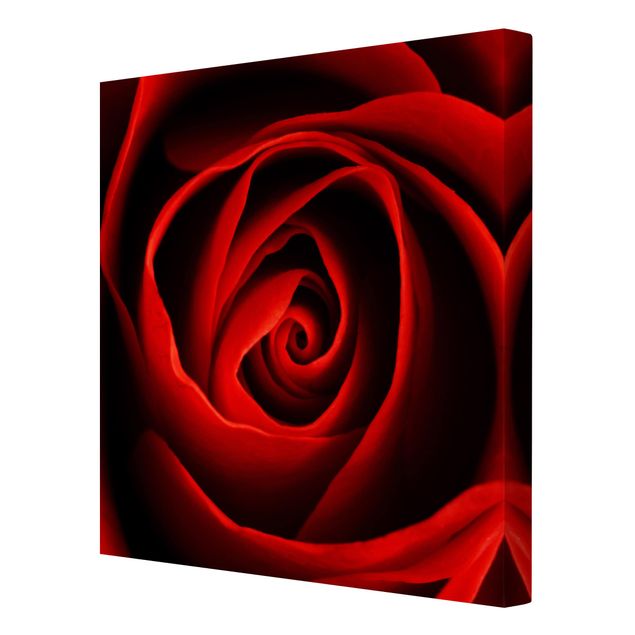 Leinwandbild - Liebliche Rose - Quadrat 1:1
