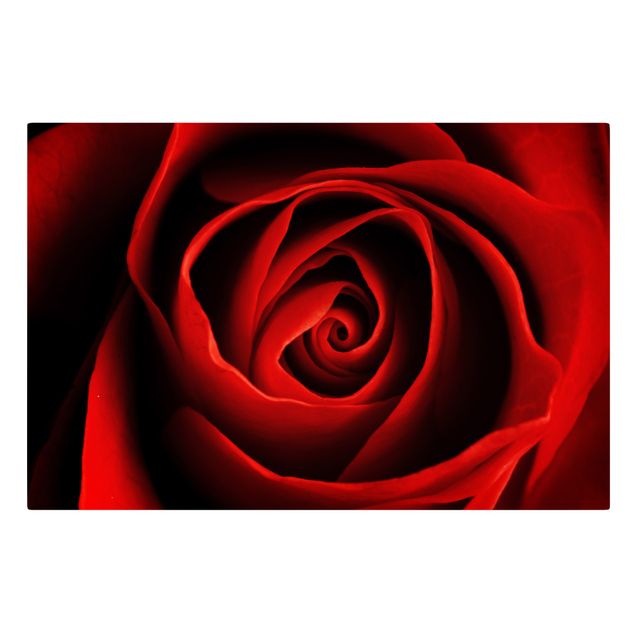 Leinwandbild - Liebliche Rose - Quer 3:2