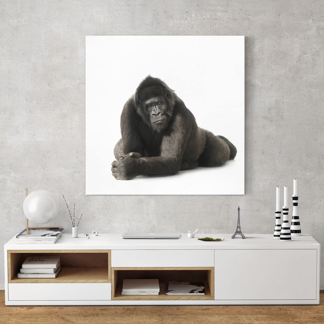 Wandbilder Liegender Gorilla II
