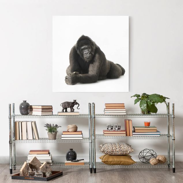 Leinwandbilder kaufen Liegender Gorilla II