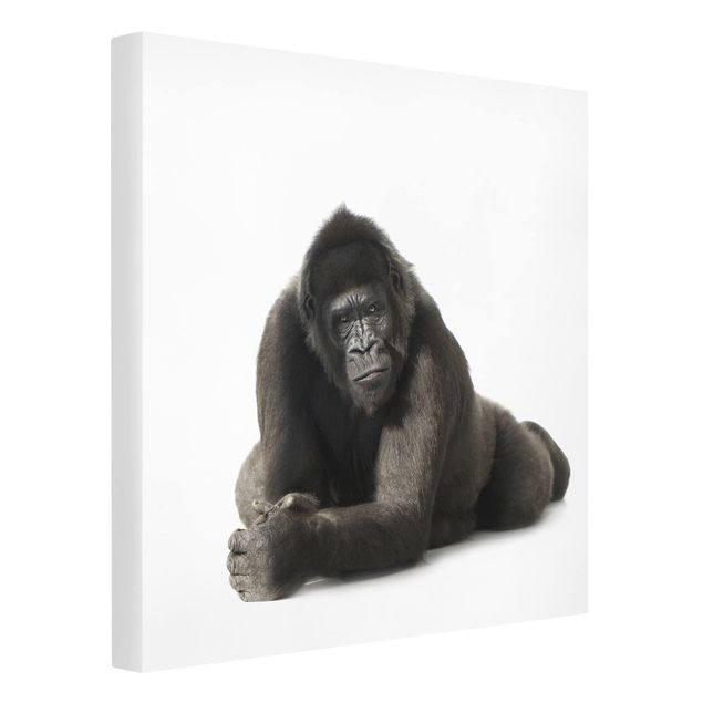 Leinwandbild - Liegender Gorilla II - Quadrat 1:1