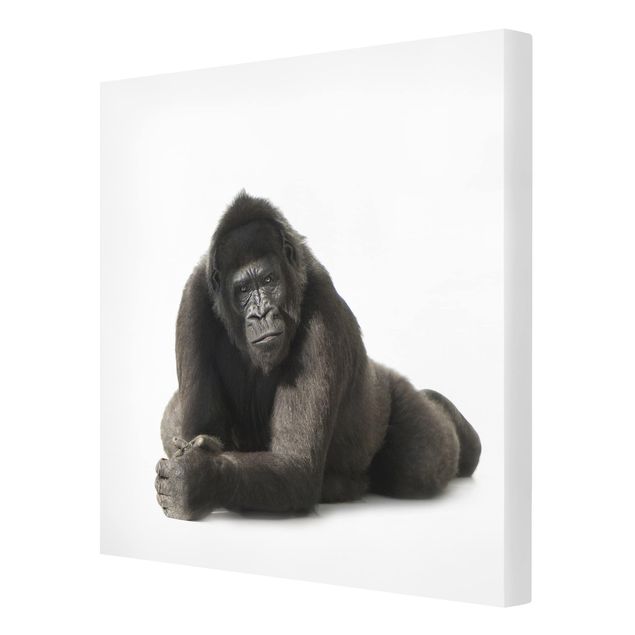 Leinwandbild - Liegender Gorilla II - Quadrat 1:1