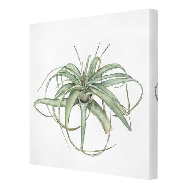 Leinwandbild - Luftpflanze Aquarell I - Quadrat 1:1
