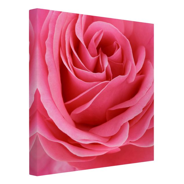 Leinwandbilder Lustful Pink Rose