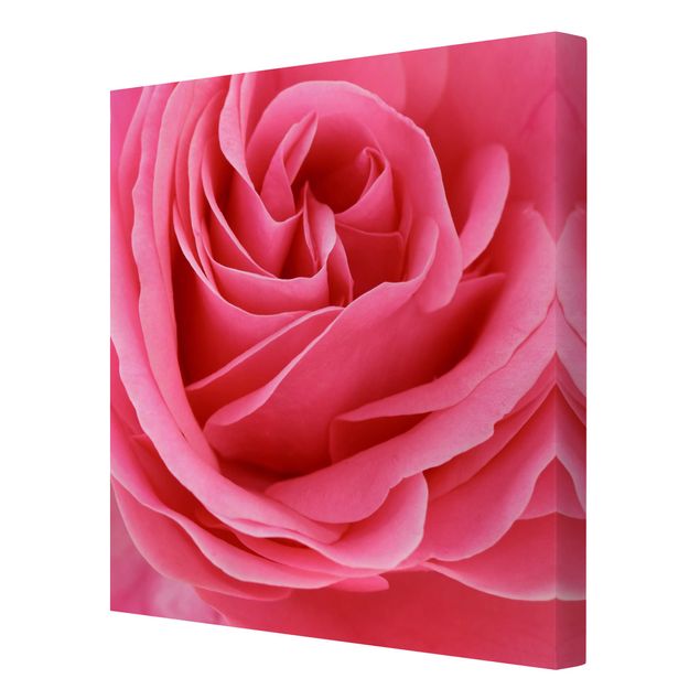 Leinwandbild - Lustful Pink Rose - Quadrat 1:1