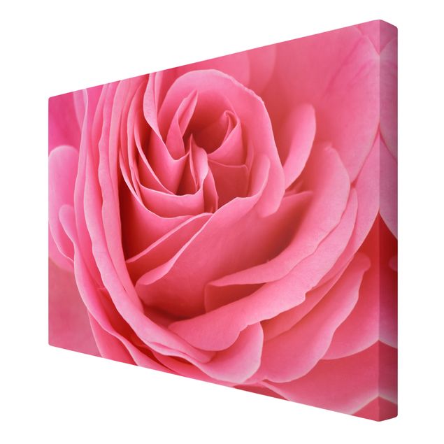 Leinwandbild - Lustful Pink Rose - Quer 3:2
