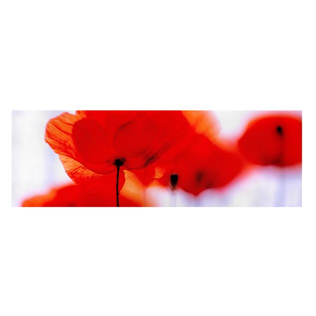 Leinwandbild - Magic Poppies - Panorama Quer