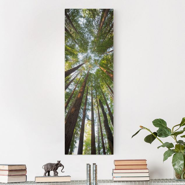 Leinwandbilder Naturmotive Mammutbaum Baumkronen