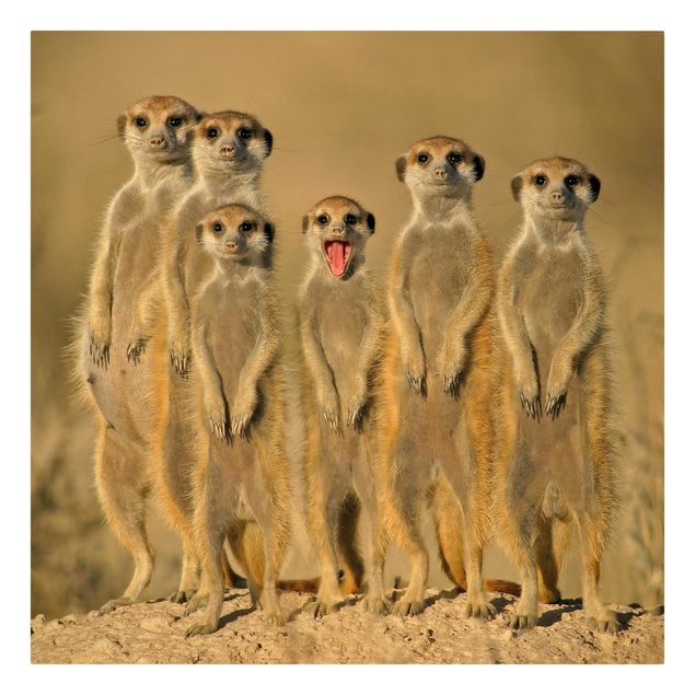 Leinwandbild - Meerkat Family - Quadrat 1:1