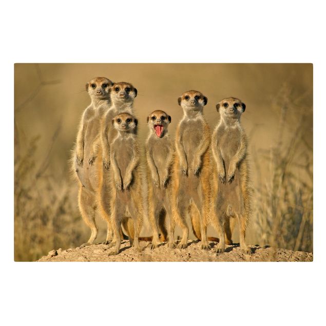 Leinwandbild - Meerkat Family - Quer 3:2