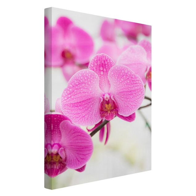 Leinwandbilder kaufen Nahaufnahme Orchidee