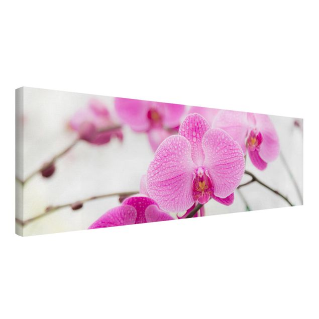 Leinwandbilder Nahaufnahme Orchidee