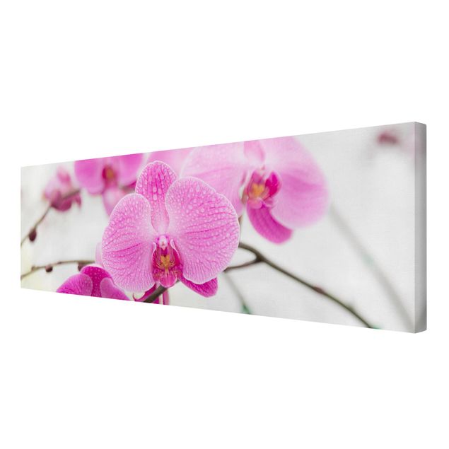 Leinwandbild - Nahaufnahme Orchidee - Panorama Quer