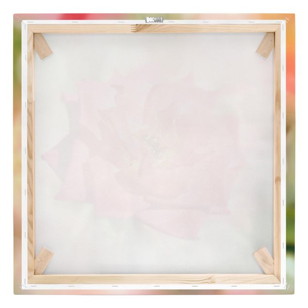 Leinwandbild - No.YK19 Shining Rose - Quadrat 1:1