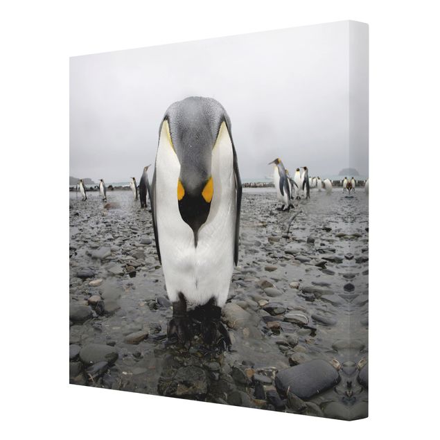 Leinwandbild Schwarz-Weiß - Pinguine - Quadrat 1:1